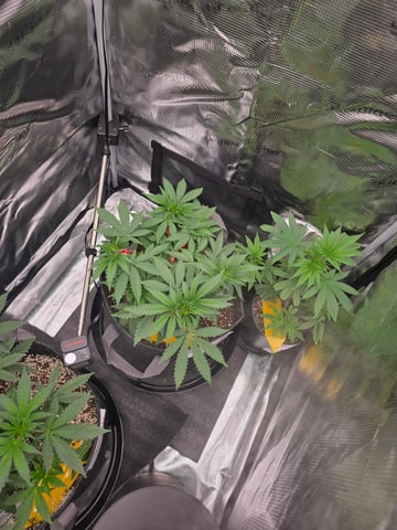 Dirty Bird - Thousand Island Fem & Platinum Kush Breath Remix x Grape Cakehead Fem Photo  — vegetative, day 38