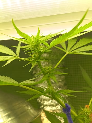 First grow indoor Auto euphoria 