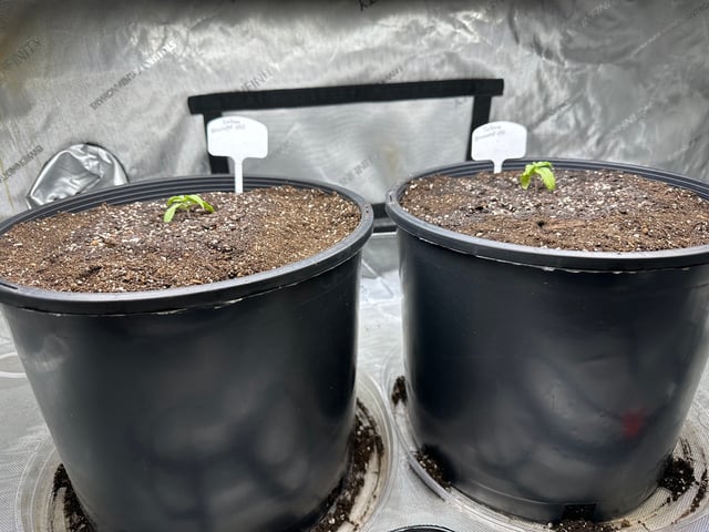 White Russian — vegetative, day 8