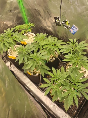 Mainely Genetics Micro Pheno Hunt — vegetative, day 34