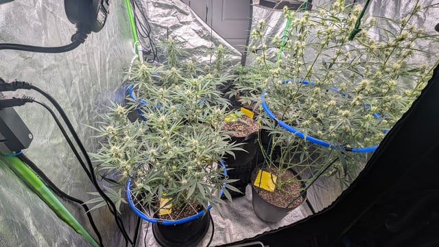 Mixed Grow — grow_setup, day 58