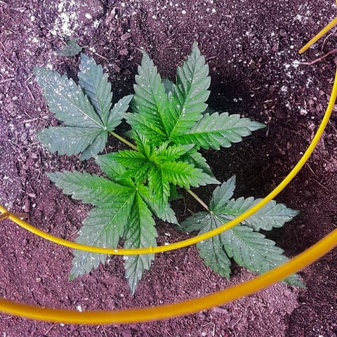 winter greenhouse — vegetative, day 1