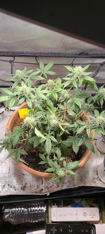 Alaskan bananaberry auto — flower, day 47