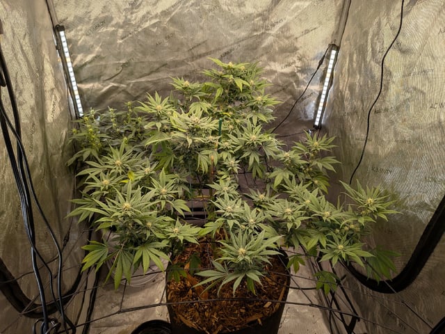 White Widow? — flower, day 44