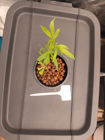 Nana's x BBC  — vegetative, day 29