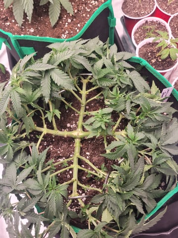 chemdog  — vegetative, day 22
