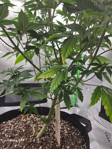 First Time — vegetative, day 20