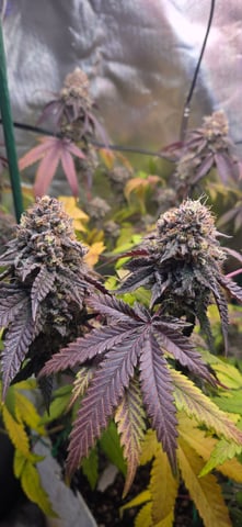 Looking for advice! — flower, day 98