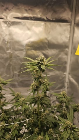 Jelousy Fast(Photo) & Ultra Voilet (Auto) — flower, day 50