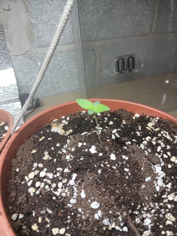 Autos