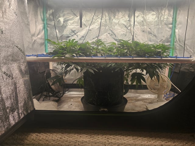 scrog from cut.  — vegetative, day 9