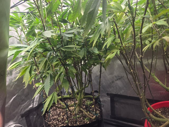 First Grow — flower, day 73