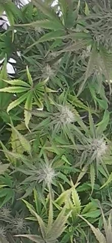 First ever grow — flower, day 1