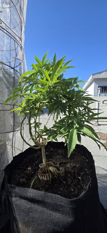 CzechsMex 2.0 — vegetative, day 166
