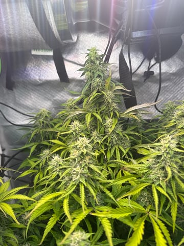 Green Crack — flower, day 1