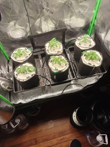 Mainely Genetics Micro Pheno Hunt — vegetative, day 12