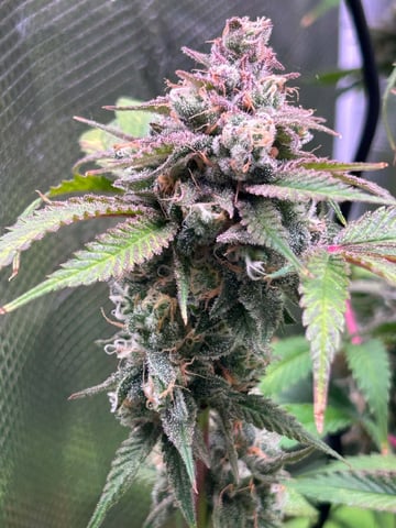 Blue Dream Feminized  — flower, day 151