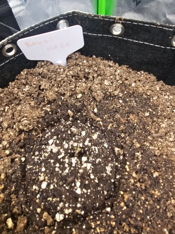 first grow — seedling_rooting, day 3