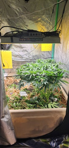 10G's — vegetative, day 47