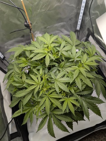 Cinderella 99 — vegetative, day 46