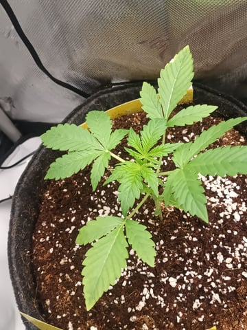 Last girls got kicked. — seedling_rooting, day 17