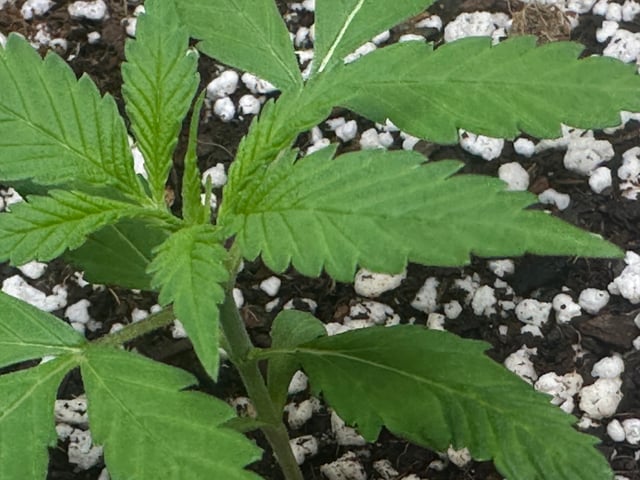 Ztrawberriez (Auto) 2026 - 1 — vegetative, day 19