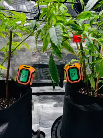 Am inside — vegetative, day 16