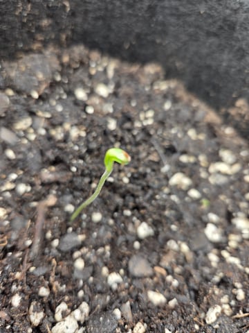 new bee's  — vegetative, day 71