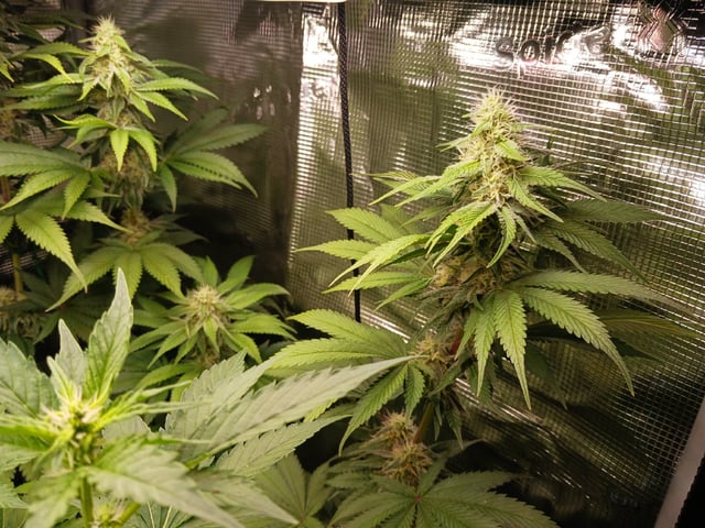 Gorilla Sherbert Feminized From Blimburn Seeds  — flower, day 70