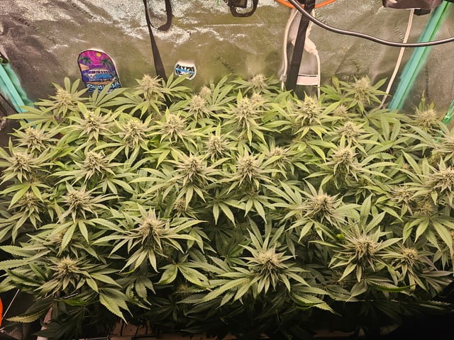 scrog from cut.  — flower, day 58