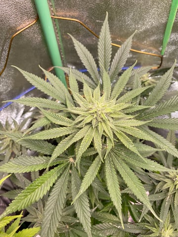 The White X Run Away Bride #3 — flower, day 78