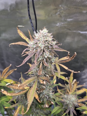 Autoflower NIGHT OWL — flower, day 25