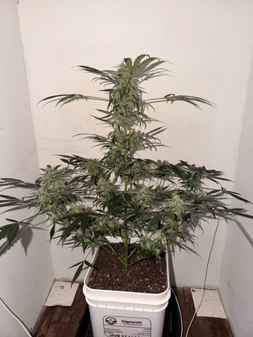 Gigawatt  — auto, day 103