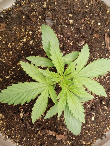 4th grow  — vegetative, day 144