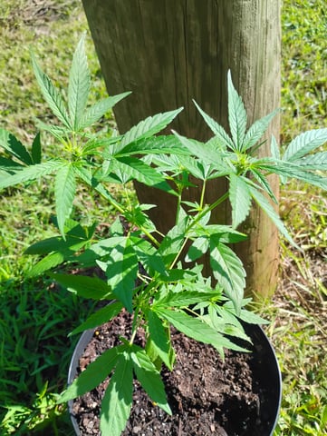 first time  — flower, day 3