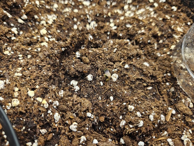 Scary Berries — seedling_rooting, day 11