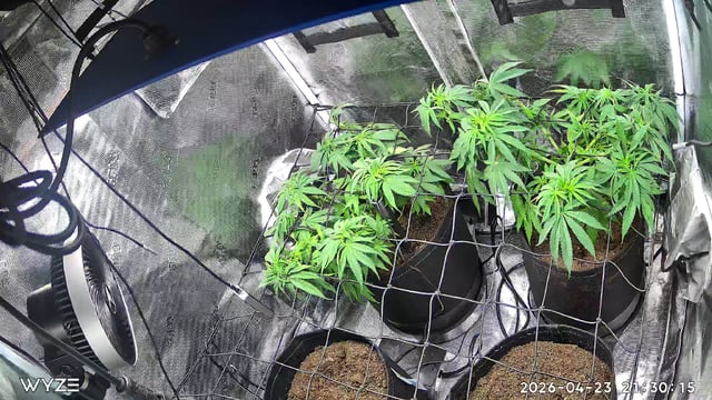 Blue Dream Feminized  — vegetative, day 55