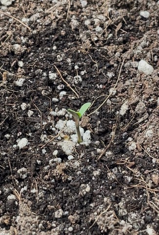 Gorilla Cookies Auto (42 FastBuds) — seedling_rooting, day 10