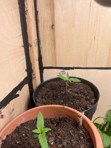 easy bud auto & nothern lights auto — vegetative, day 12