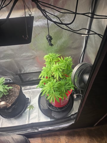 First Grow — vegetative, day 2
