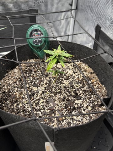 Gorilla Cookies — 1st Grow — flower, day 53