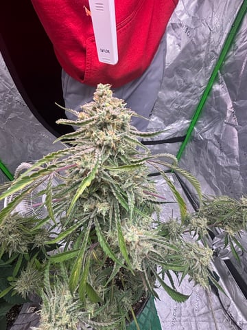 frosted zinn x cookie dog auto — flower, day 14