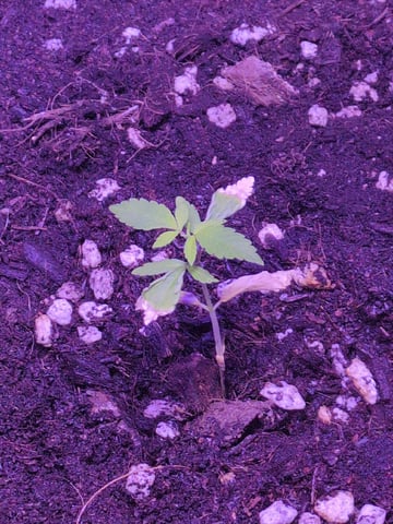 Audrey III — vegetative, day 26