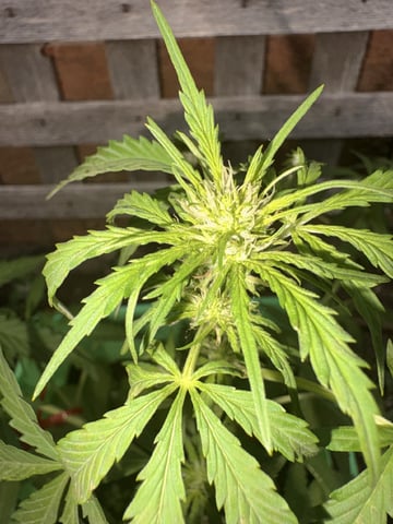 Muliflex