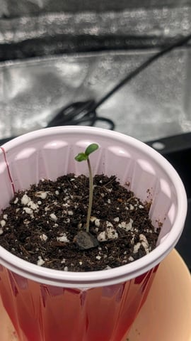 Grow 2 — germination, day 7