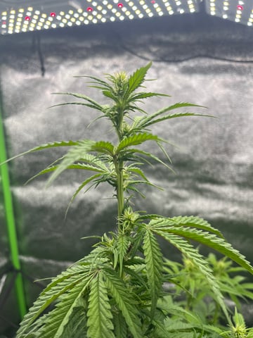My First Four — flower, day 64