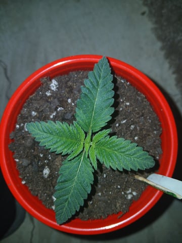 fruity pebbles, cap junky — seedling_rooting, day 19