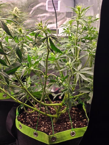 Gorilla Cookies auto  — flower, day 31