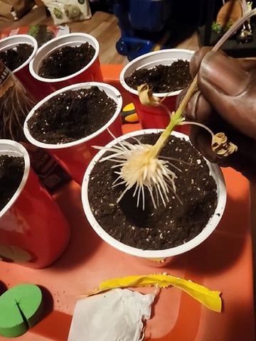 HE1E we GROW  — flower, day 156