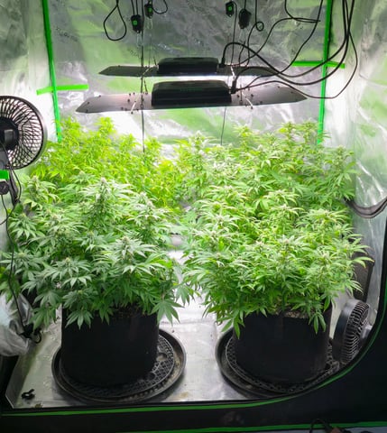 This grow may be interesting! — flower, day 139